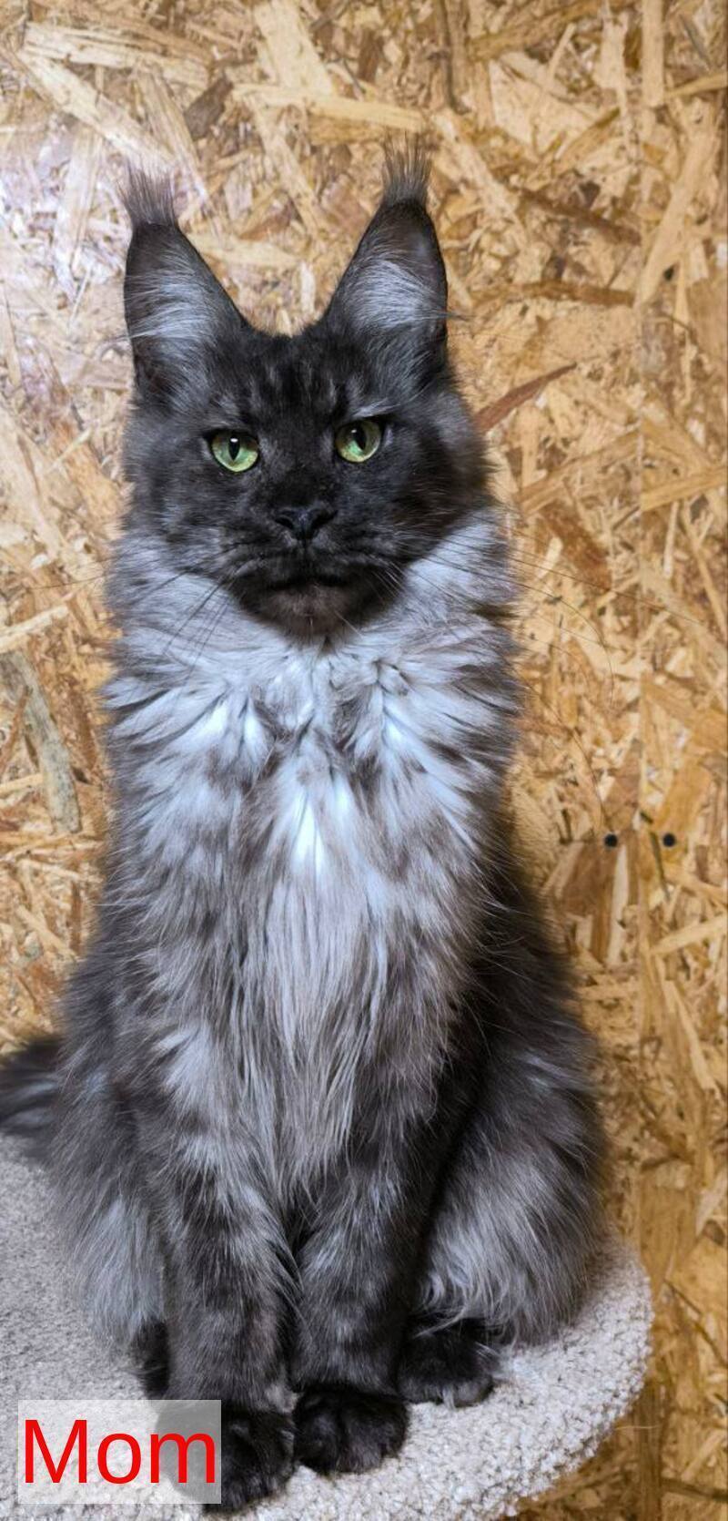 Ice Maine Coon polydactyl male, black silver with white