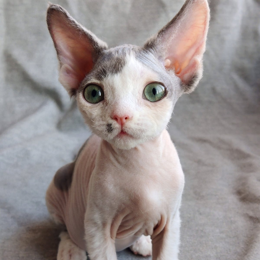 Merilyn Devon Rex female, blue harlequin