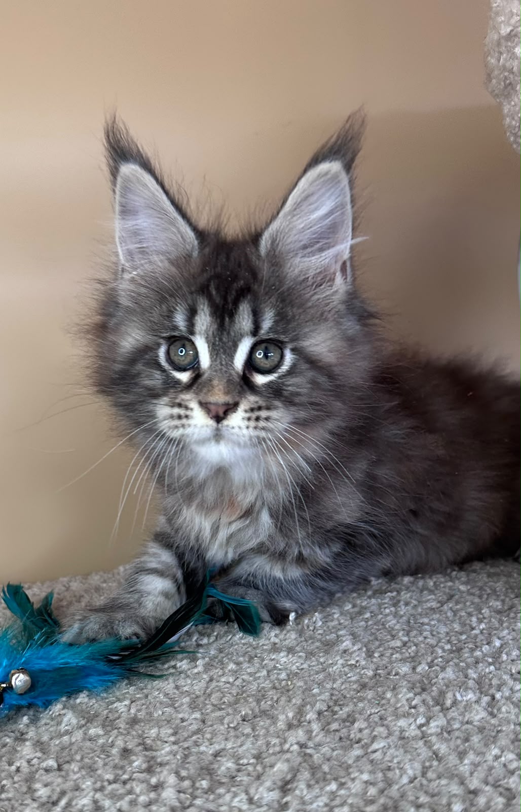 Diana Maine Coon female, black tortie tabby