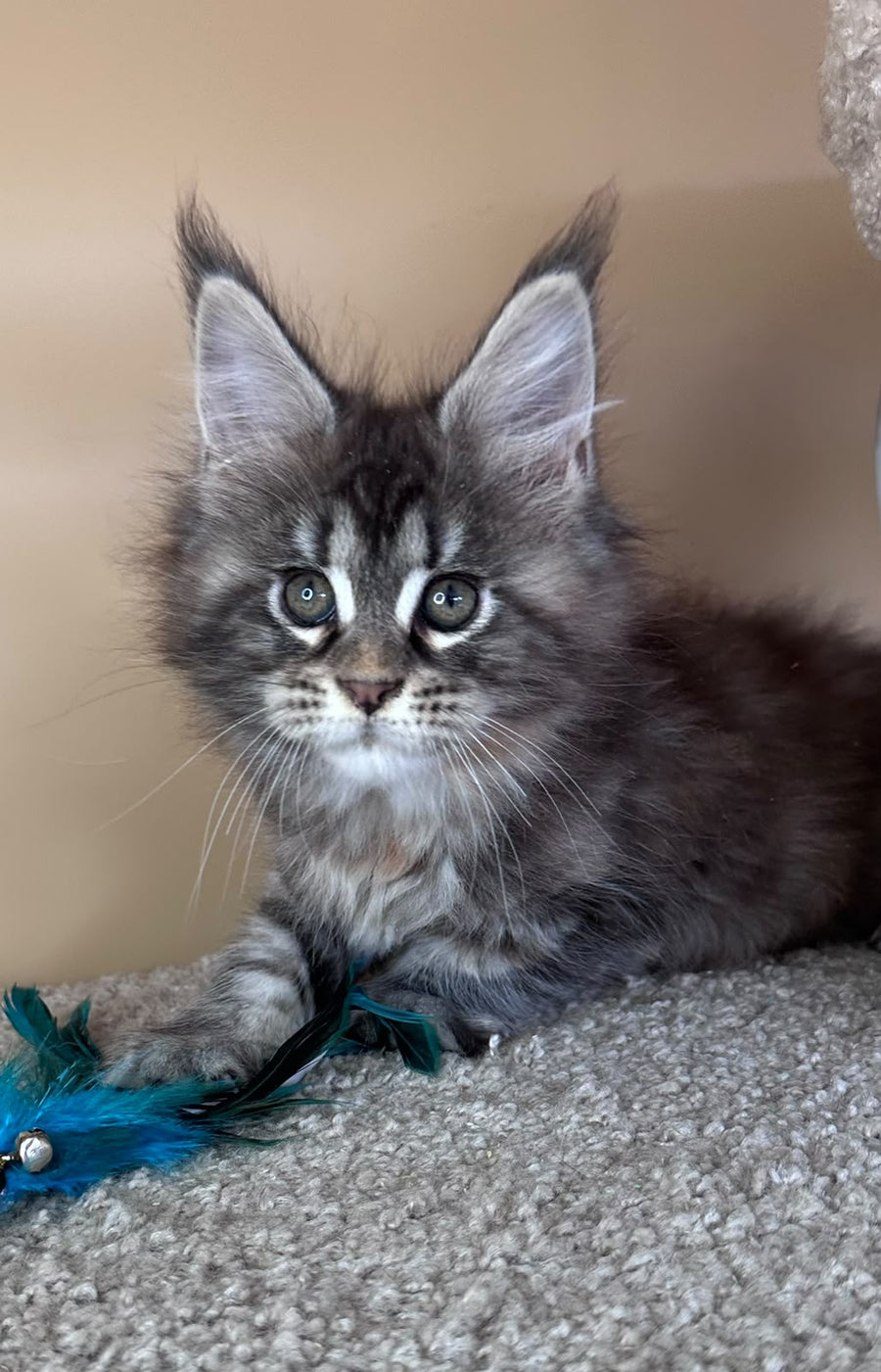 Diana Maine Coon female, black tortie tabby