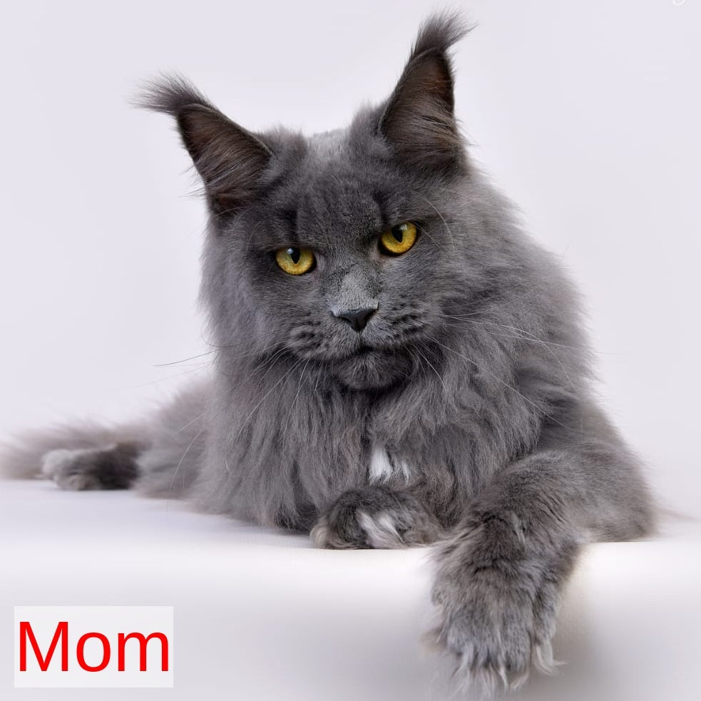 Axel Maine Coon male, black silver