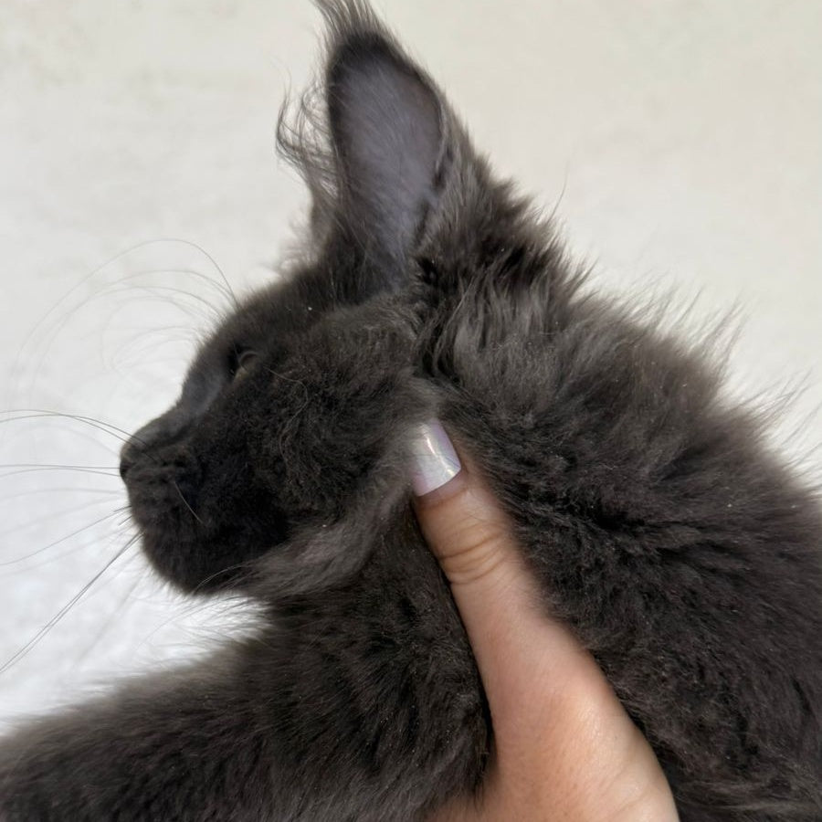 Jina Maine Coon female, blue silver with white