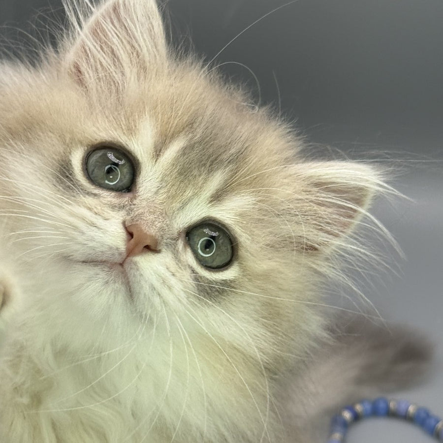 Jardin Scottish Straight female, blue golden shaded