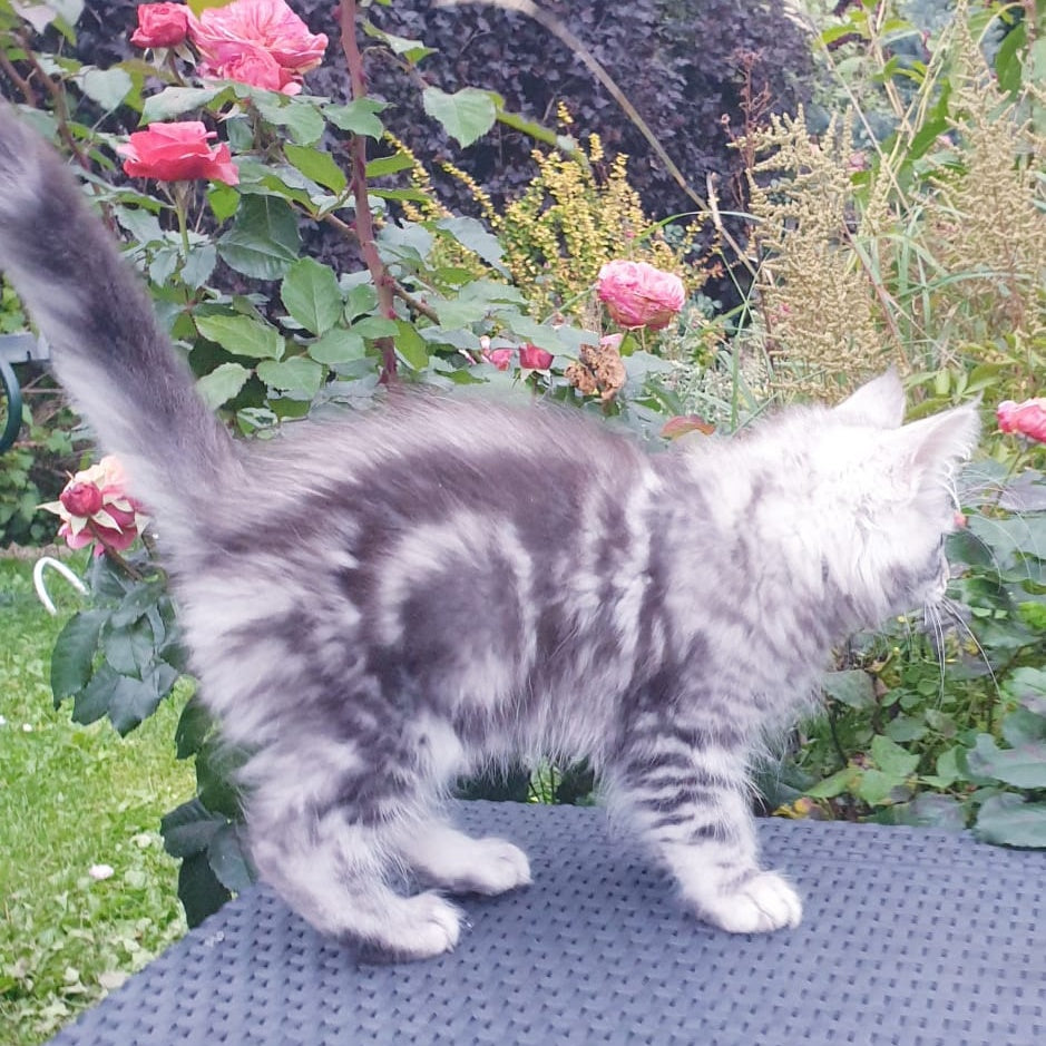 Irbis Maine Coon male, black silver tabby