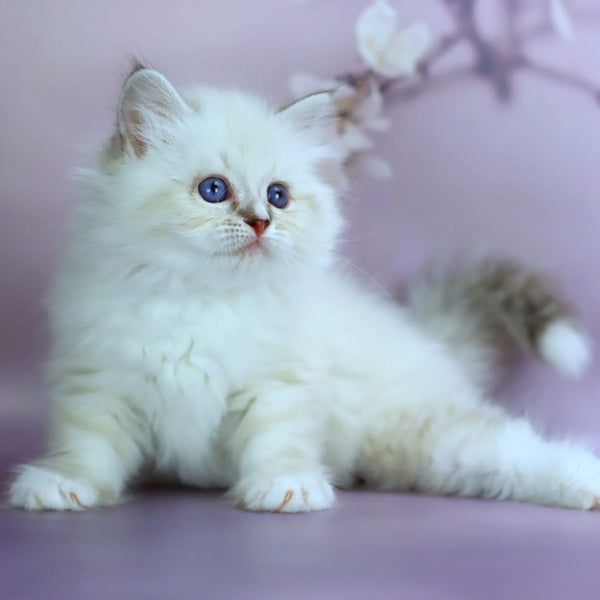 Gala Siberian female, black silver with white tabby pointed