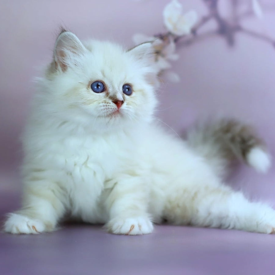 Gala Siberian female, black silver with white tabby pointed