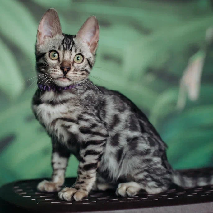 Fleur Bengal female, black silver spotted tabby