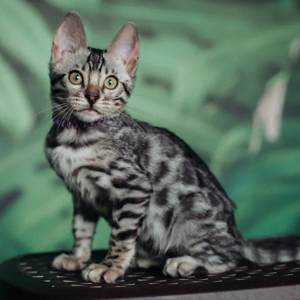 Fleur Bengal female, black silver spotted tabby