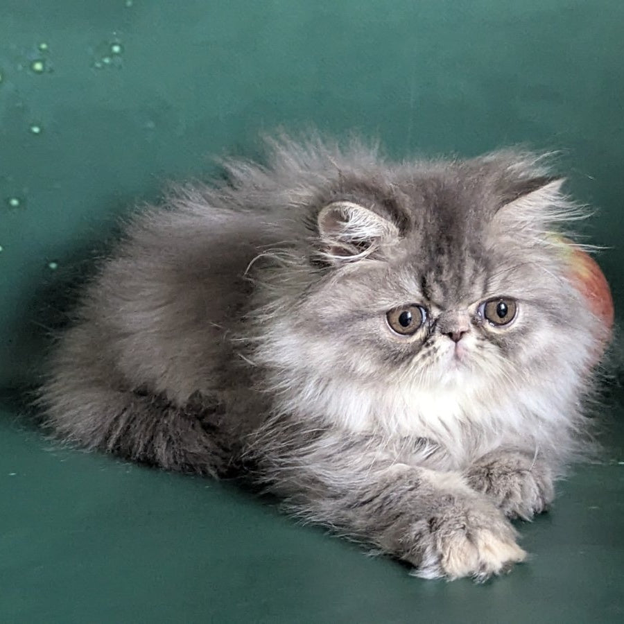 Donya Persian female, blue tortie