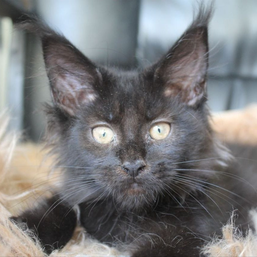 Nazira Maine Coon female, black