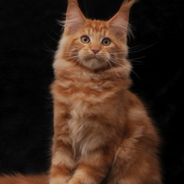Rony Maine Coon male, red