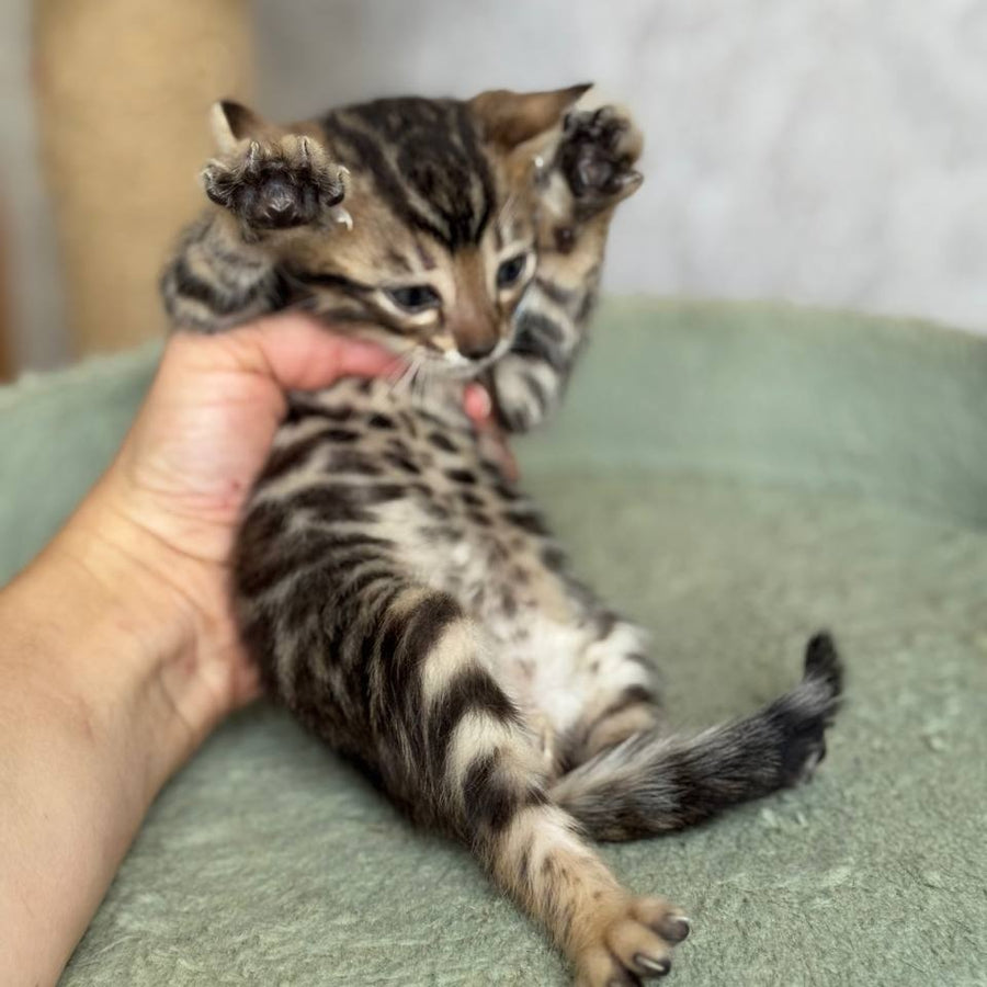 Elvis Bengal male, black spotted tabby