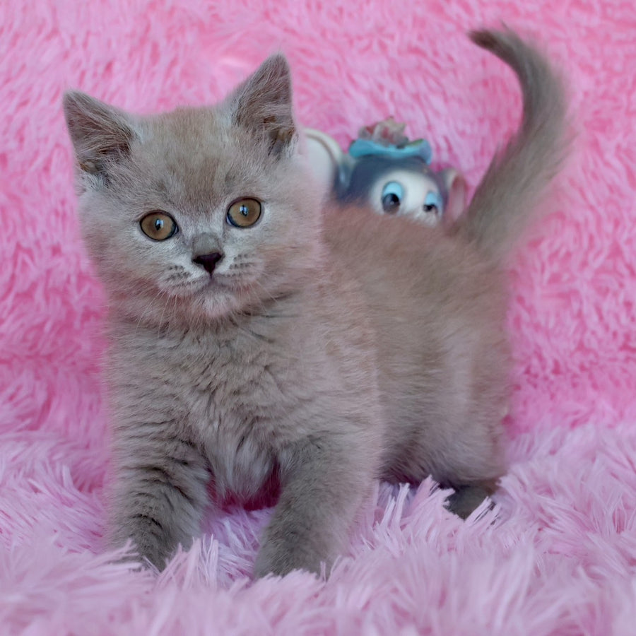 Xavier British Shorthair male, lilac