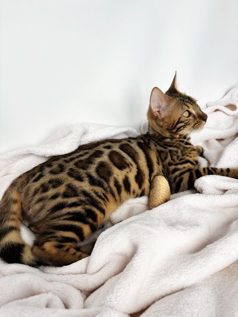 Lola Bengal female black spotted tabby - live animals