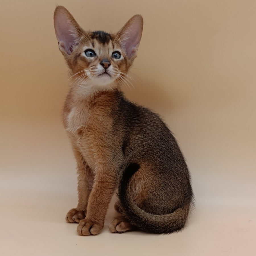 Morgan Abyssinian male, black