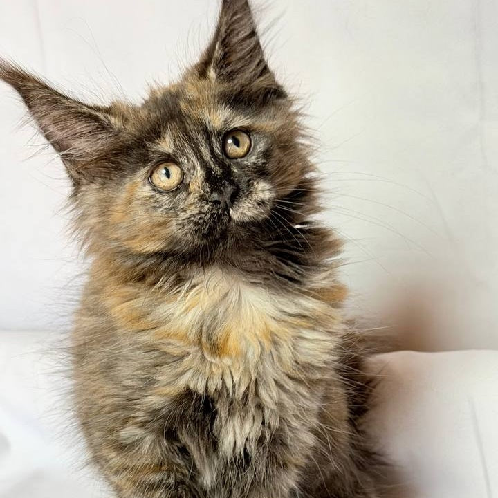 Lionella Maine Coon female, black tortie