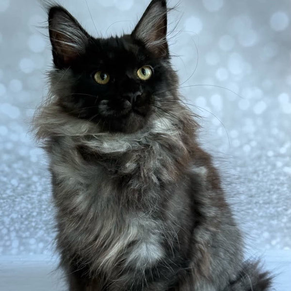 Xaria Maine Coon female, black silver