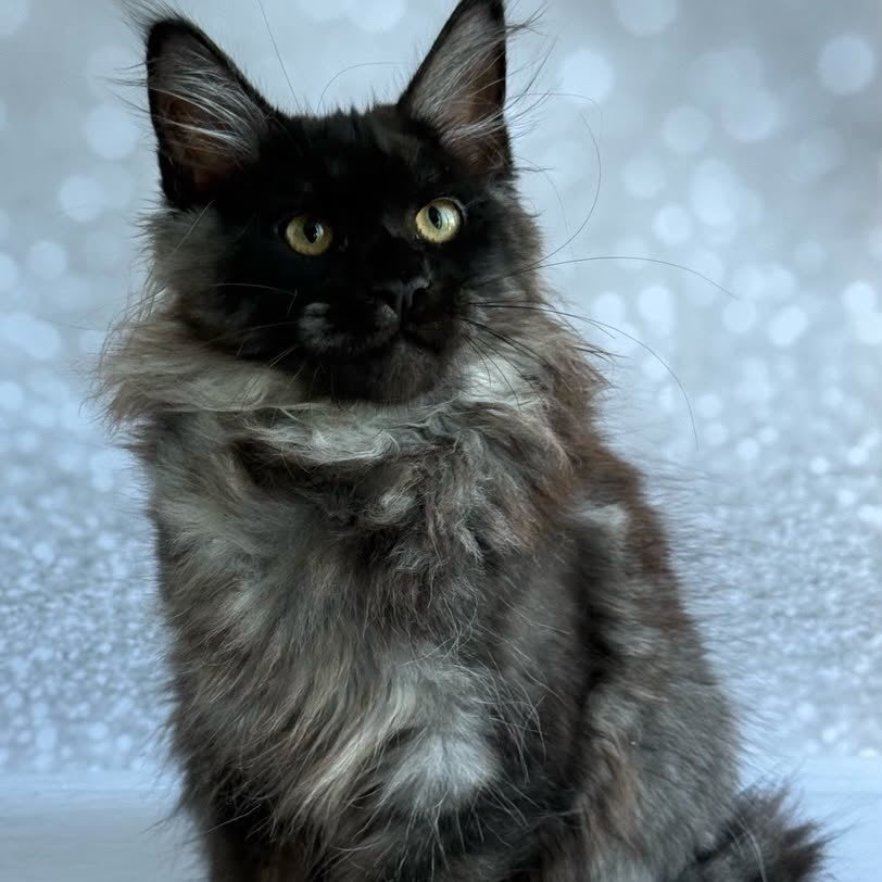 Xaria Maine Coon female, black silver