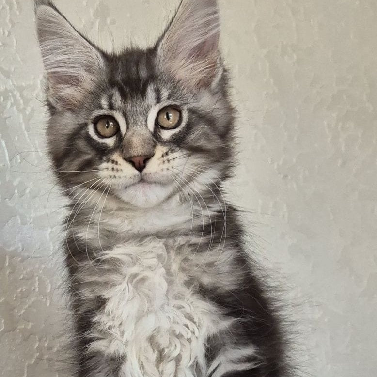 Karate Maine Coon male, black silver tabby