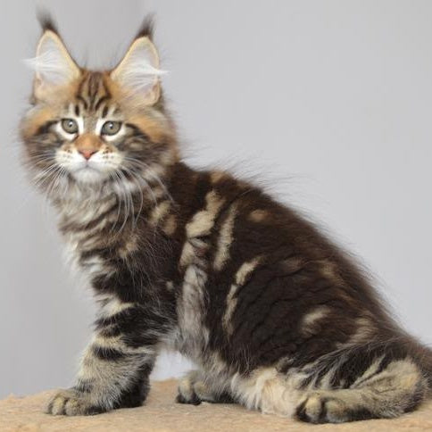 Knyaz Maine Coon male, black tabby