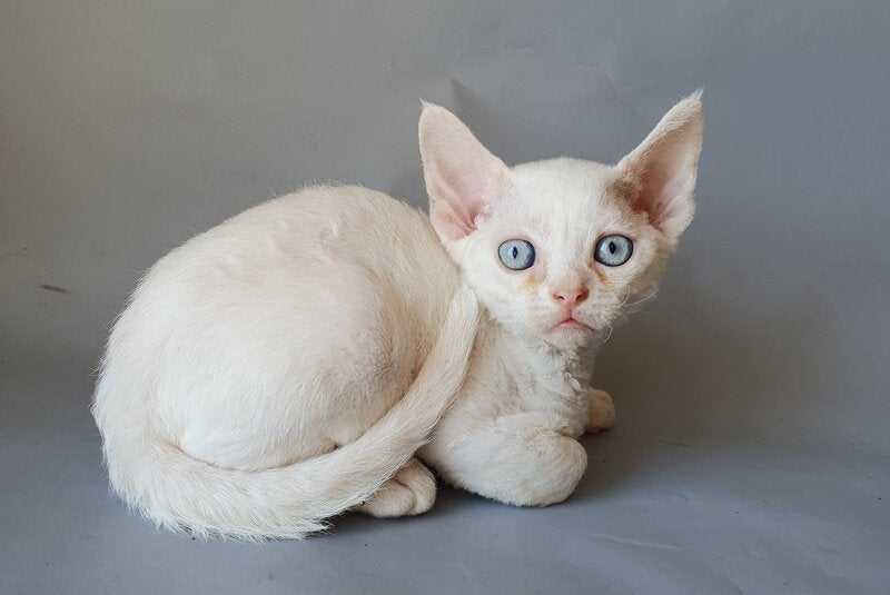 Colin Devon Rex male, white