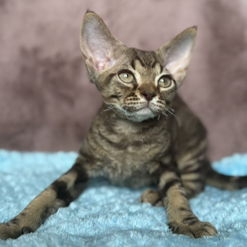 Xiaomi Devon Rex male, chocolate tabby