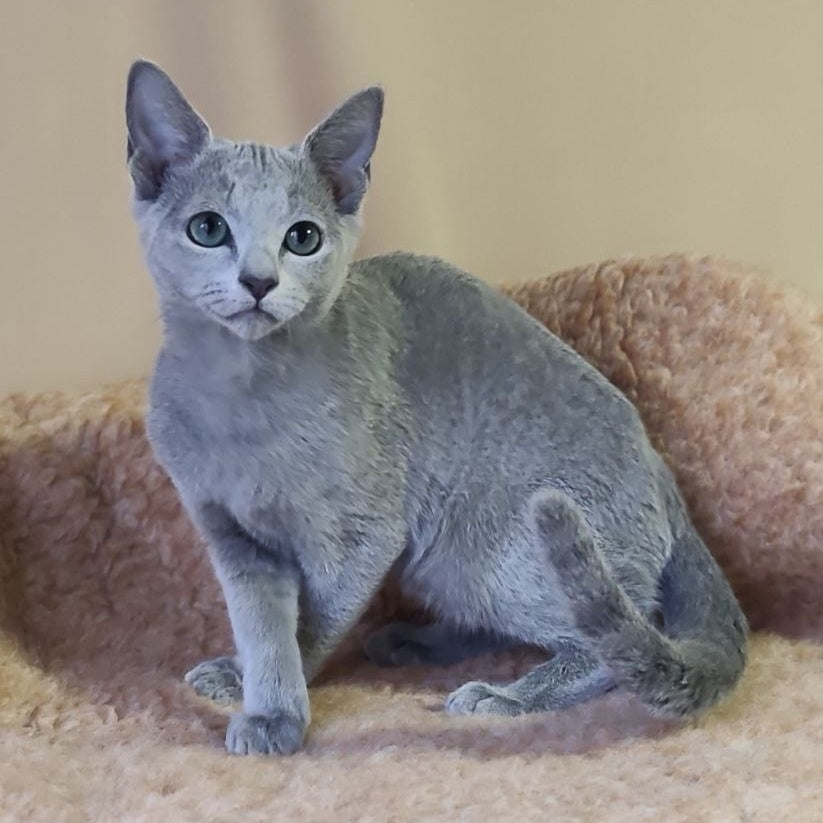 Les Russian Blue male, blue