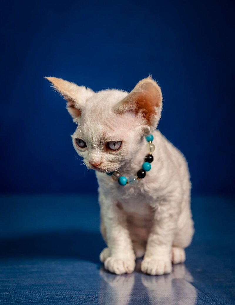 Ice Cream Devon Rex male red pointed - live animals