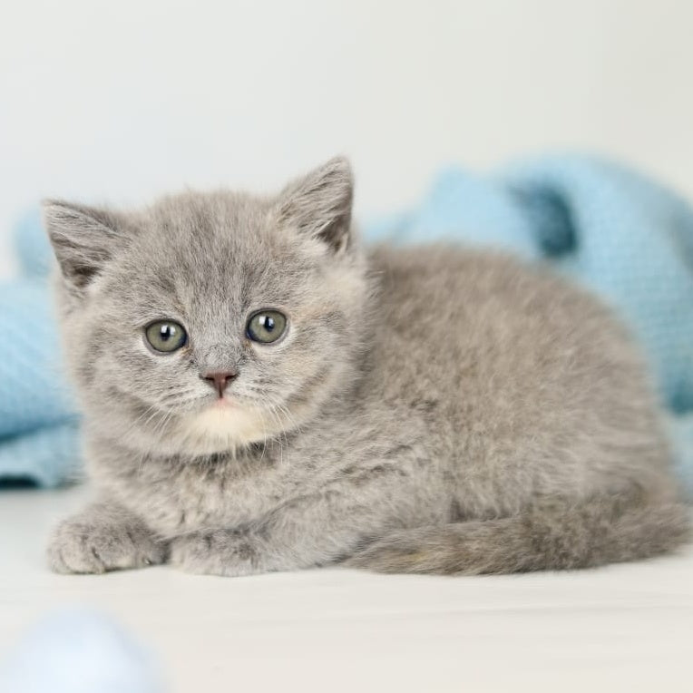Perseya British Shorthair female, blue tortie