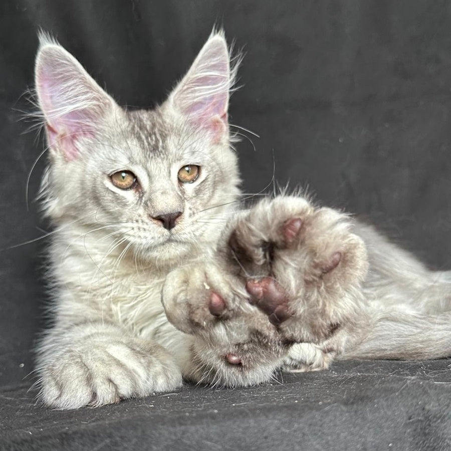 Jet Maine Coon polydactyl 6x6x6x6 male, black silver ticked tabby
