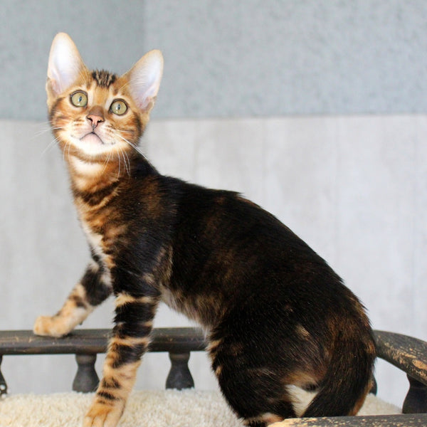 Emi Bengal female, black tabby