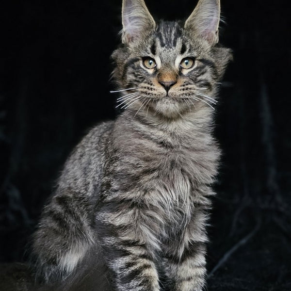 Shtorm Maine Coon male, black silver spotted tabby