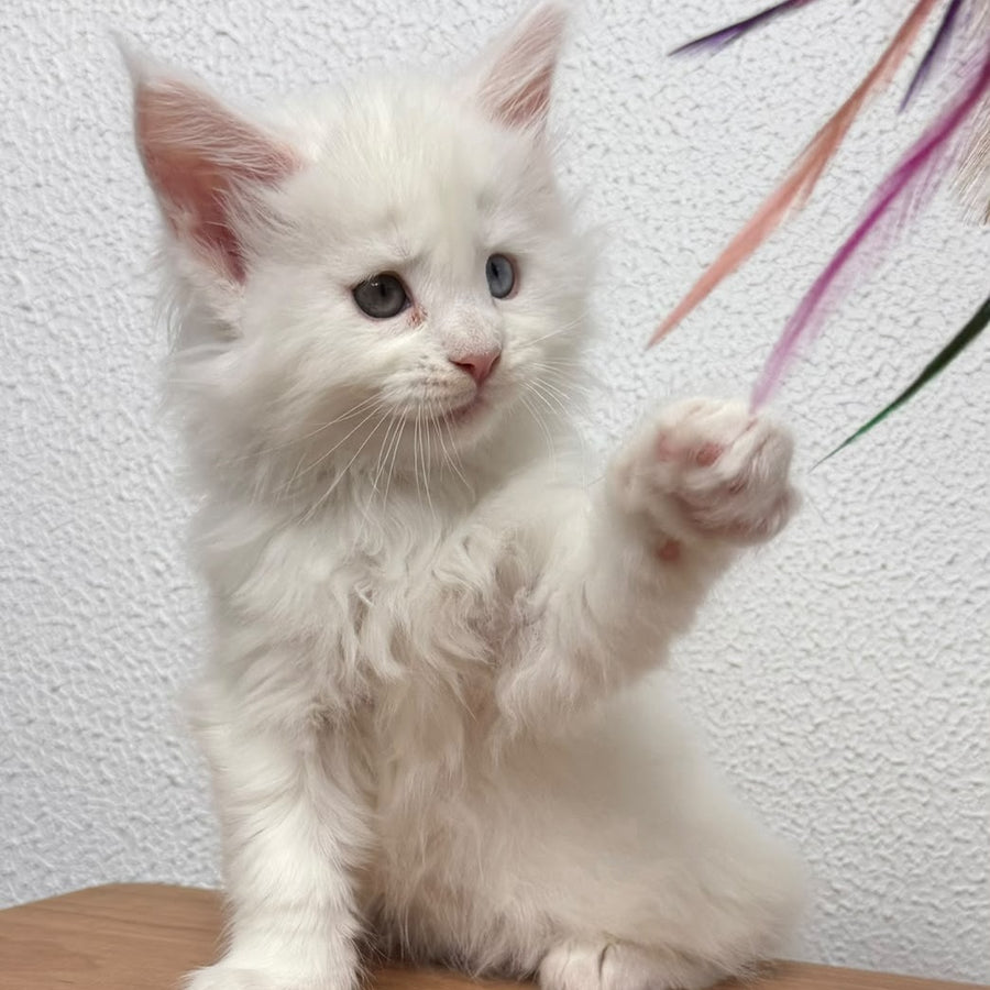 Bentley Maine Coon female, white