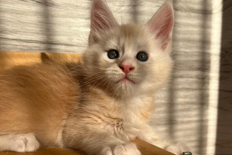 Piter Maine Coon male, red silver ticked tabby