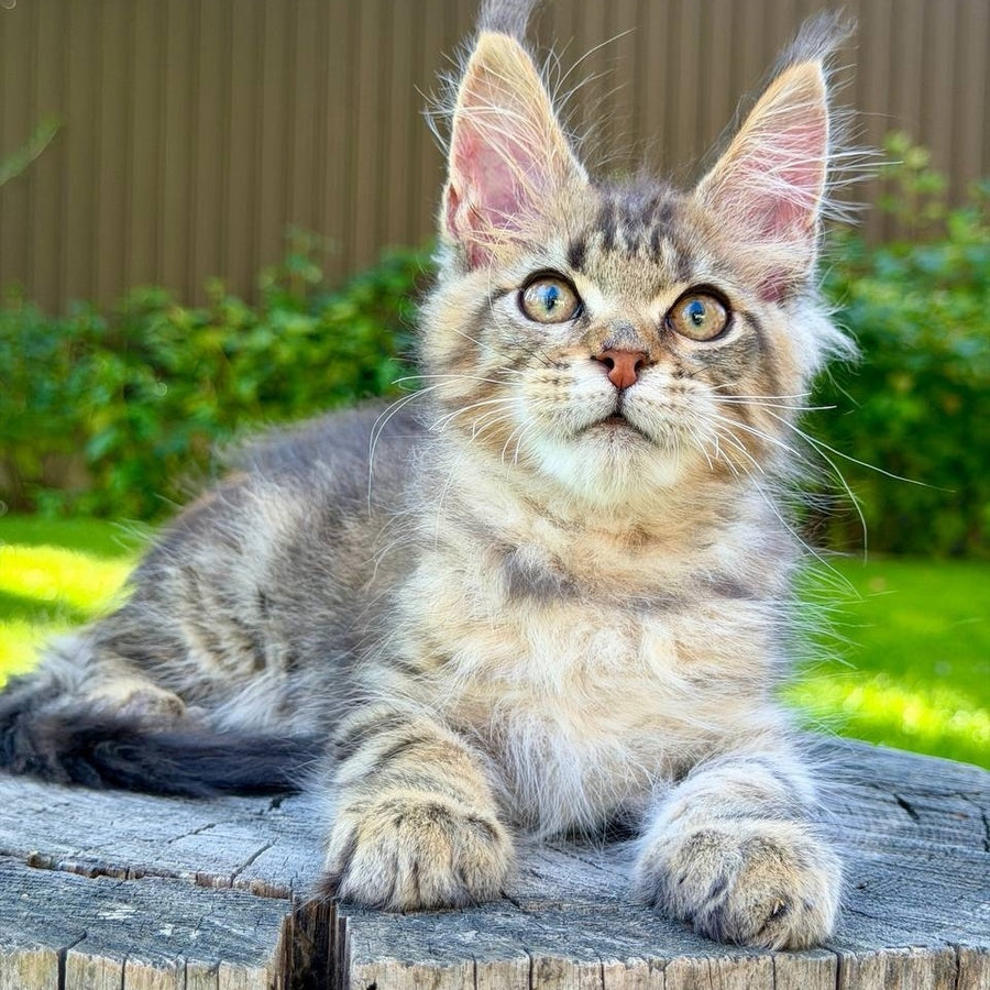 Noy Maine Coon male, black spotted tabby