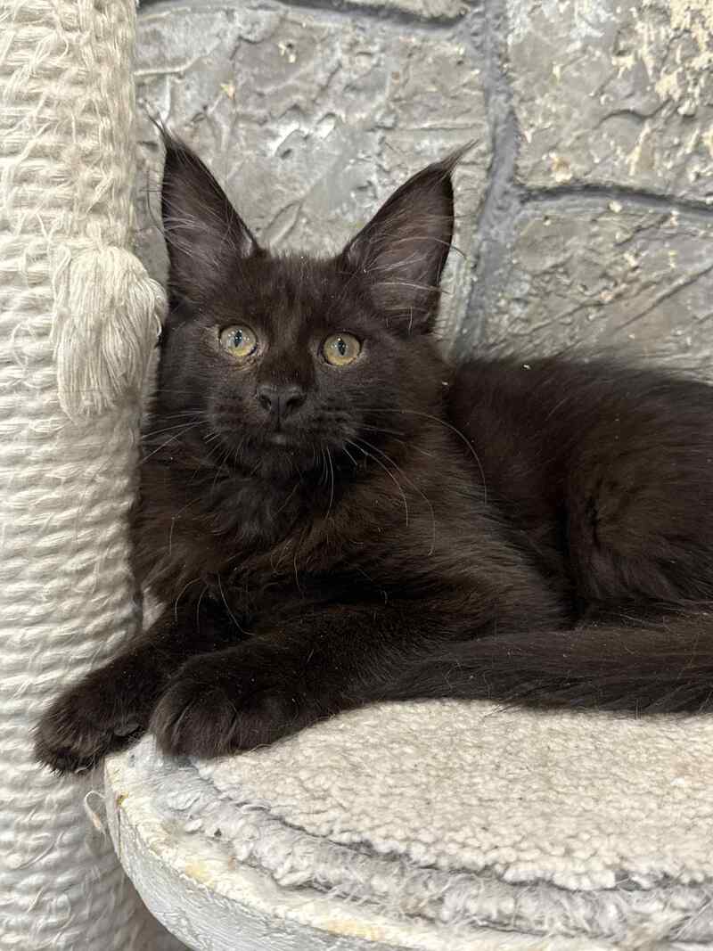 Fart Maine Coon male, black