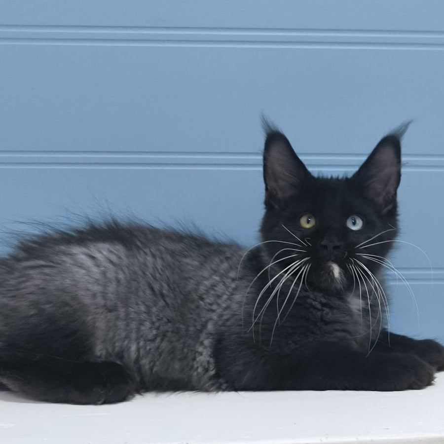 Jam Maine Coon male, black silver with white