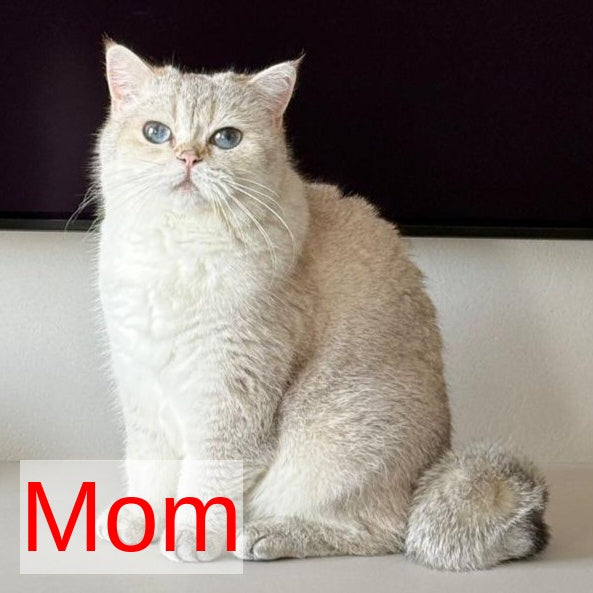 Kabachok British Shorthair male, black golden shaded