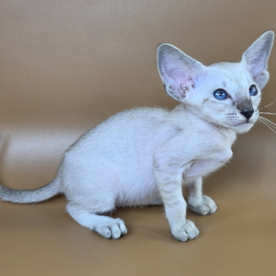 Yasmin Siamese female, black spotted tabby