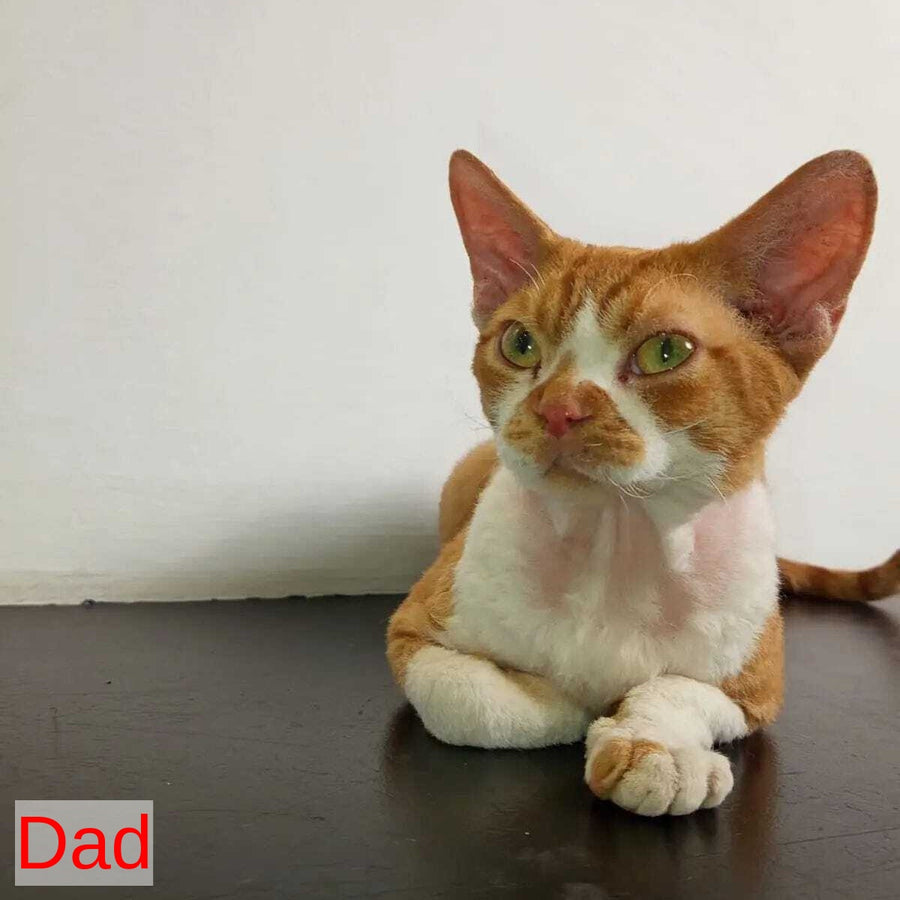 Akura Devon Rex female, black tortie pointed