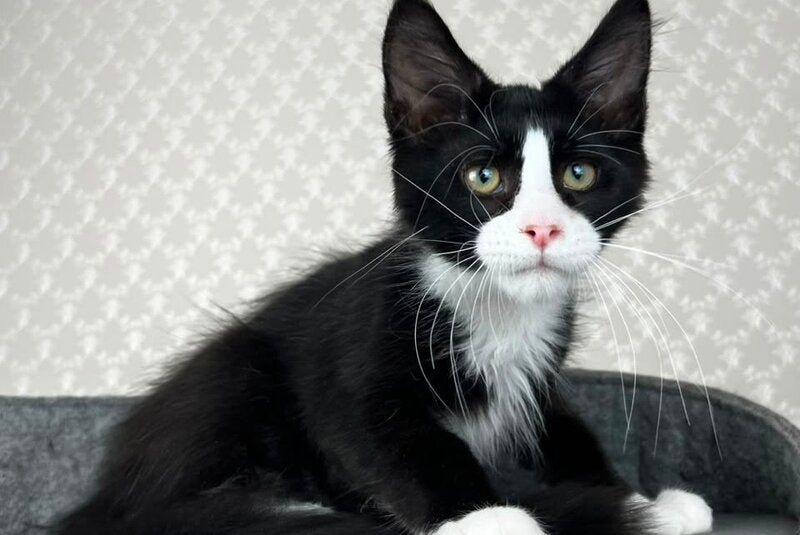 Olaf Maine Coon male, black bicolour