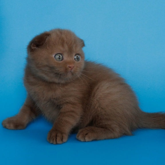 Alisa Scottish Fold female, cinnamon