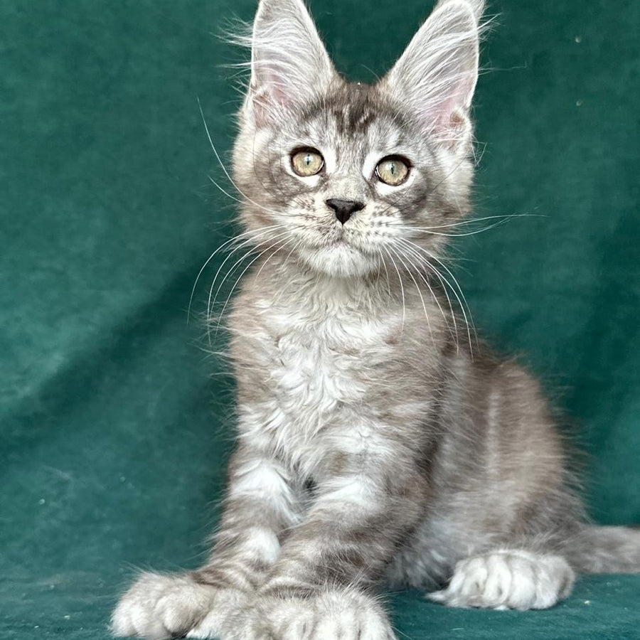 Iney Maine Coon polydactyl 6x6x6x6 male, black silver tabby