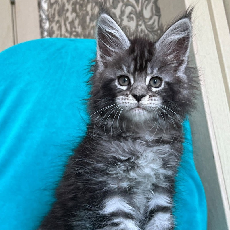 Zabava Maine Coon female, black silver tabby