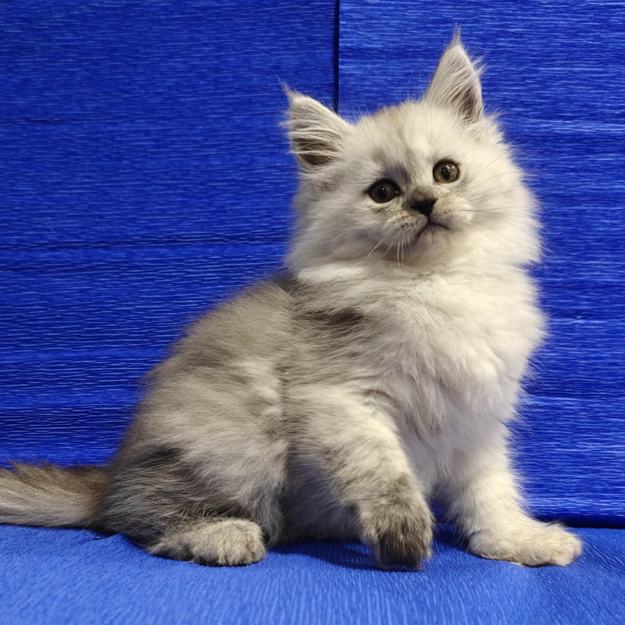 Nora Maine Coon female, black silver