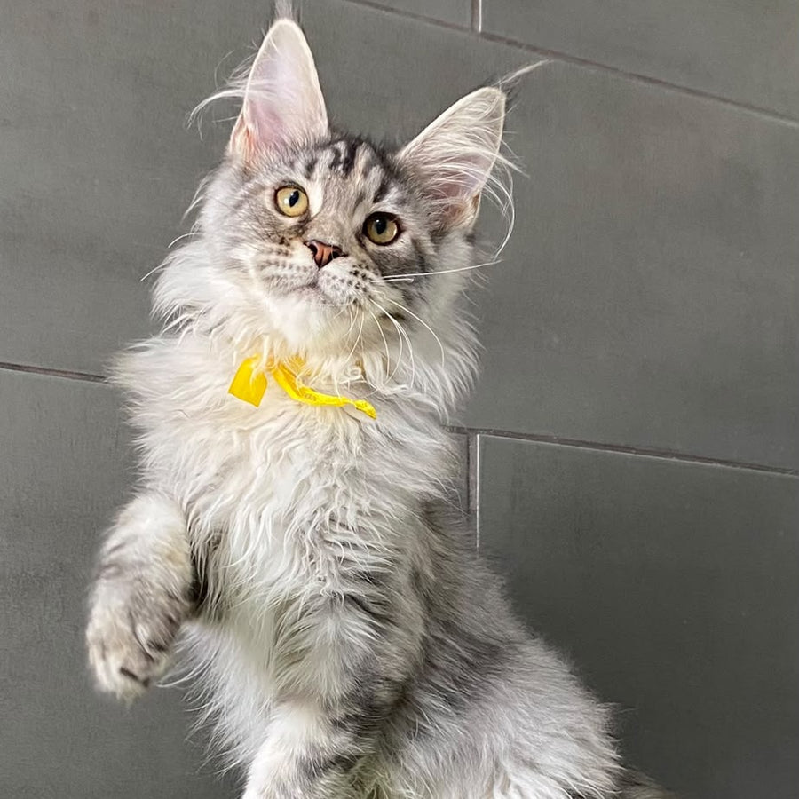 Seven Maine Coon female, black tortie silver tabby