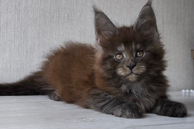 Emir Maine Coon male, black silver