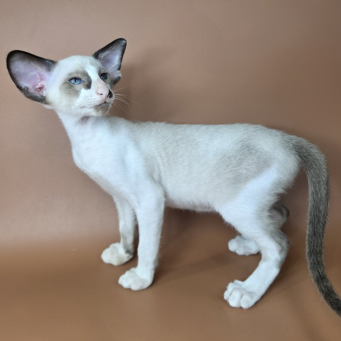 Ivory Siamese female, black bicolour
