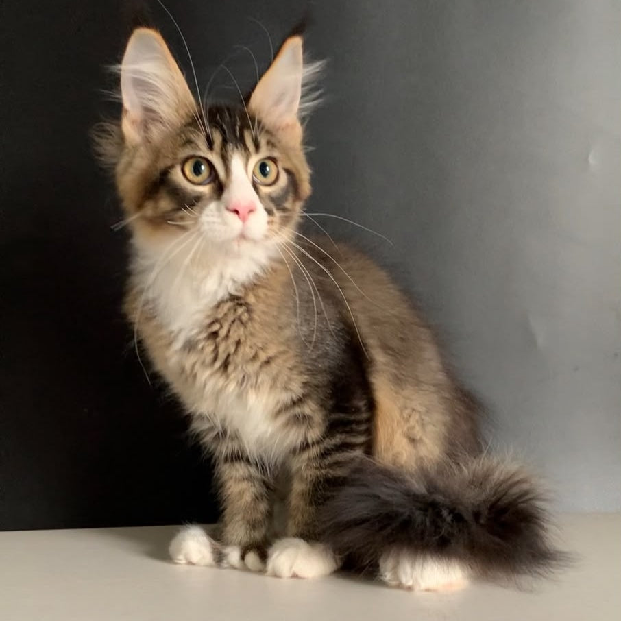 Onyx Maine Coon polydactyl 6x6x6x6 male, black ticked tabby with white
