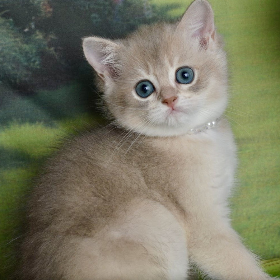 Ursula British Shorthair female, blue golden shaded